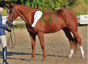 saddle placement