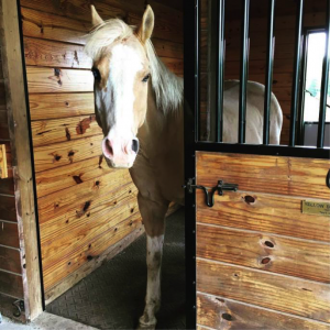 horse in stall